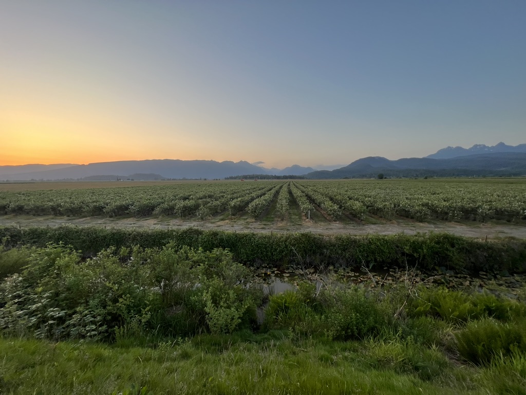 Farmland at sunset in Pitt Meadows with mountains in the distance